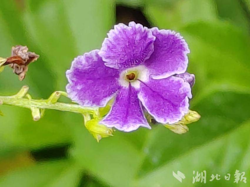 幸运分分彩官方网站